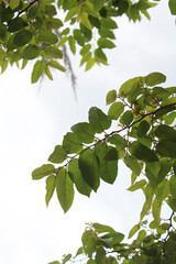 leaves