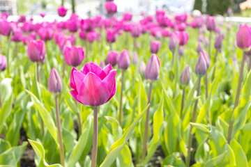 Purple tulips have bloomed in the field. Blooming flowers.