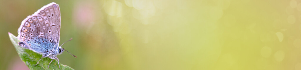 Butterfly on a spring meadow in the sunshine. Abstract spring and summer background banner. horizontal banner with space for text...
