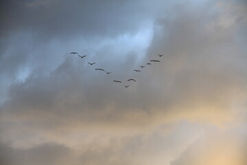 flock of birds flying in the sky in V form
