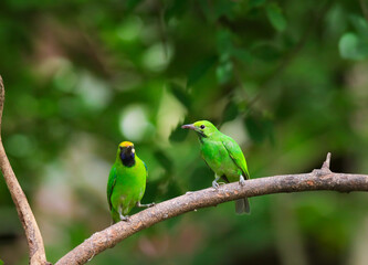 Fototapeta na wymiar Leafbird on a branch in a tropical jungle, Thailand.