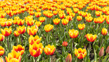 Blooming field of yellow red tulips. Spring flowers bloom. Flower farm.