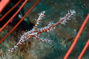 An ornate pipefish.