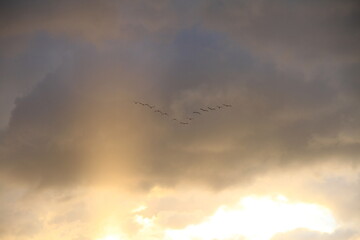 flock of birds flying in the sky in V form
