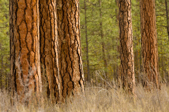 Ponderosa pine forest near Sisters, Oregon