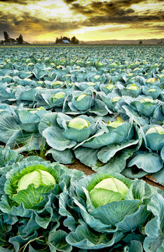 Skagit Valley, Washington: A mature cabbage field and farm buildings as seen from an adjacent road.