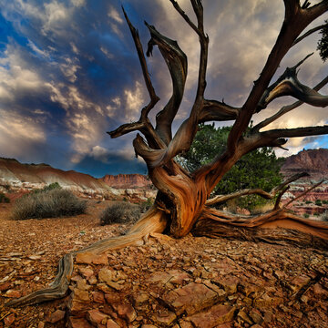 Juniper tree, Capitol Reef National Park, Utah