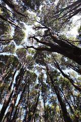 Treetops pattern, tall trees in the middle of the forest with untouched branches between them and a blue sky above, respectul living, nobody is touching the other