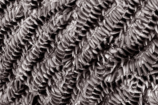 Abstract detail of coral polyps in black and white.