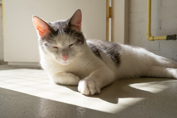 White and grey cat enjoying the sun lying down