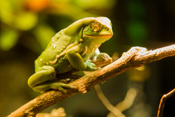 A waxy monkey frog clinging to a tree branch. Captive.