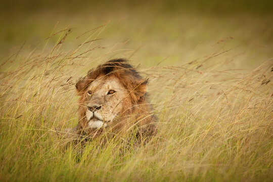 A male lion waits in the long grasses of the masai mara, Kenya.