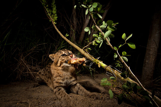 Rip Ear, a wild male fishing cat (Prion Ailurus viverrinus), triggers a camera trap hidden on a fish farm in Sam Roi Yod, Thailand.