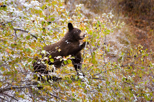 A black bear cub eats berries in a hawthorn tree in Grand Teton National Park, Wyoming.