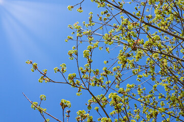 Tree branches with fresh green leaves against blue sky and sun rays. Spring season nature background.