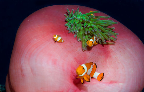 False clownfish on a bright pink anemone.