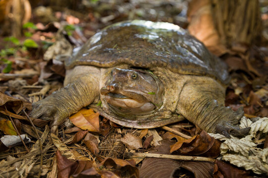 A Florida Softshell Turtle (Apalone ferox) in southern Florida.