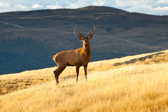 A large Red Deer (Cervus elaphus) stag stands proudly on a tussock grass ridge in Deer Park Heights, near Queenstown, South Island of New Zealand.