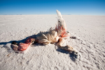 A dead pink flamingo lies desiccated on the salty crust of the Salar de Uyuni in Bolivia's southern Altiplano at close to000 ft above sea level.