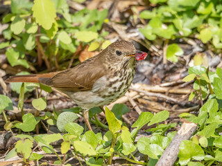 Lone Hermit Thrush foraging for Food
