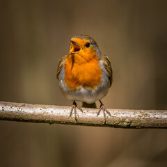 Robin (Erithacus rubecula)