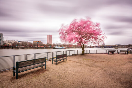 A two minute long exposure of a plum blossom tree waving in the wind on Portland's Eastbank Esplanade