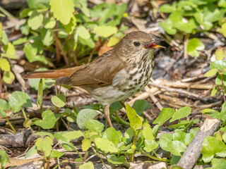 Lone Hermit Thrush foraging for Food