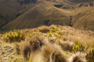 The grasslands of the paramo along the Inca Trail, Ecuador.