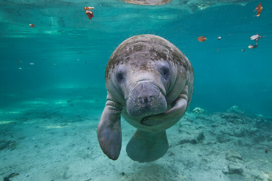 Portrait of a West Indian manatee or Sea Cow (Trichechus manatus), Crystal River, Three Sisters Spring, Florida.