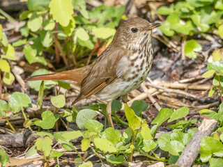 Lone Hermit Thrush foraging for Food