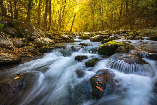 The Middle Prong of the Little River flows through autumn forest as soft morning light penetrates from beyond.