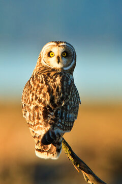 Skagit Wildlife Area, Washington: A side lit portrait of a roosting short eared owl.