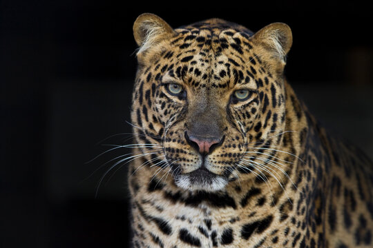 Portrait of an Asian leopard.