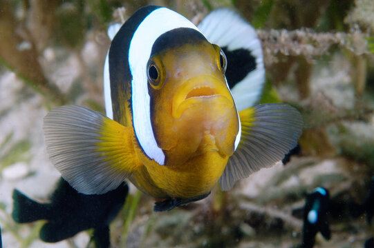 An angry saddleback anemonefish.