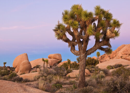 Joshua Tree National Park, California