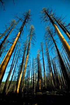 A forest of burnt trees from the Dollar Lake Fire of 2011 with the north face of Mt. Hood seen through them, Oregon.