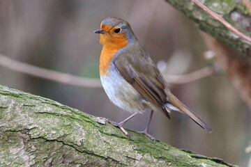 Robin perched on a tree trunk
