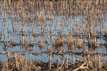 flooded field