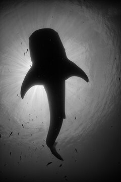 Black And White Image From Under A Shark In West Papua, Indonesia.