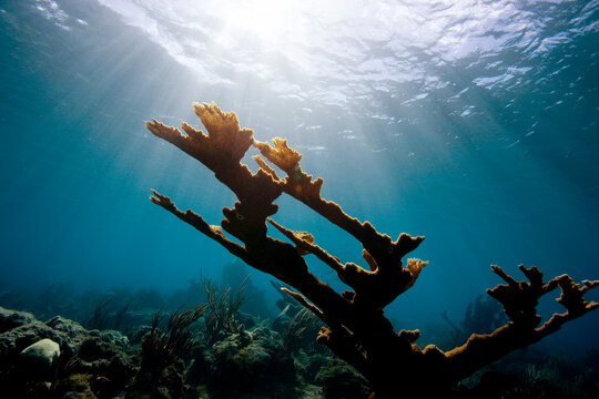 Elkhorn Coral, Virgin Gorda Island
