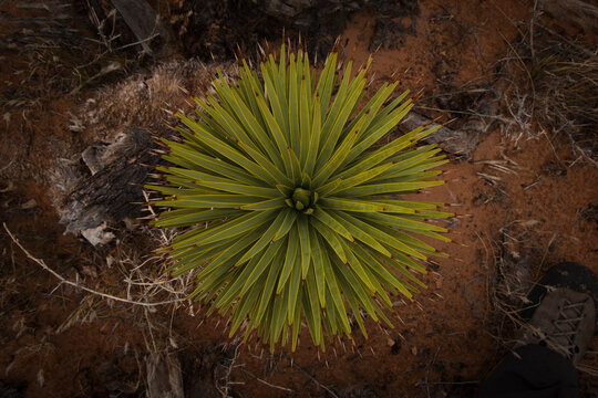A budding Joshua Tree sprouts up from the desert floor in Red Rock Conservation Area - Las Vegas, NV