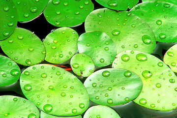 Idaho. Green aquatic plants in a wetland with water drops.