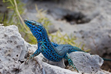 An unusually blue male Ibiza wall lizard from the island of Espartar.