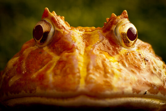 Close up of a toad in Central California.