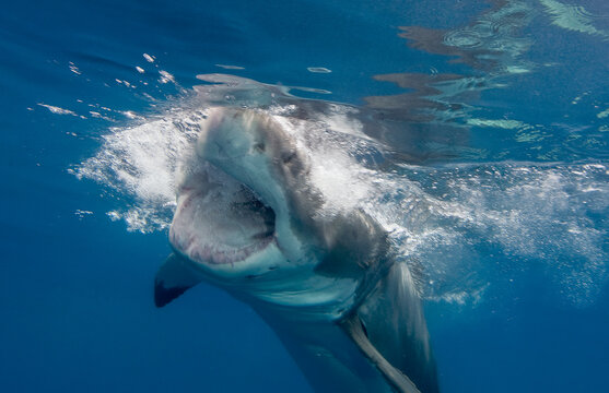A great white shark in the waters of Isla Guadalupe, Mexico