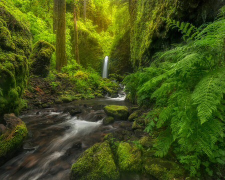 A picturesque waterfall through a rainforest environment in a remote area of Oregon's Columbia Gorge.