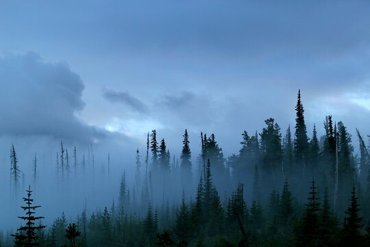 A Pacific Northwest forest just after a storm in fog