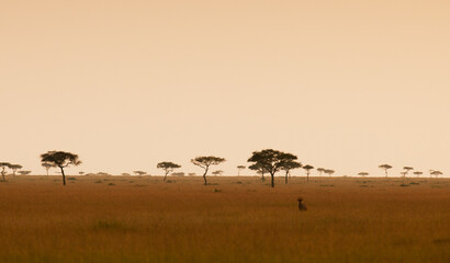 A lone topi antelope stands guard in the Masai Mara, Kenya.