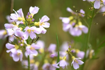 Cuckoo flowers blooming on spring meadow