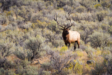 A bull elk stands in a large field of sagebrush in Yellowstone National Park.